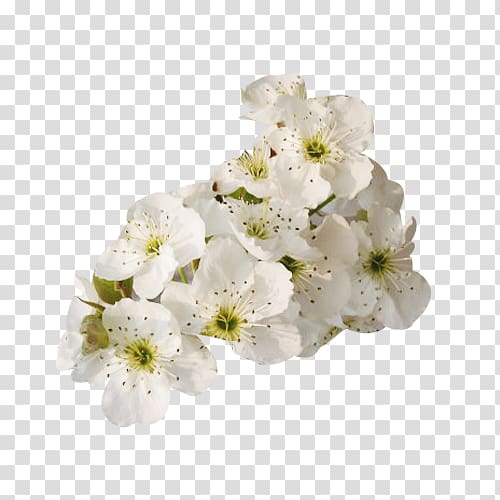 Petal White Floral design Flower, Pure white pear flower petal material transparent background PNG clipart