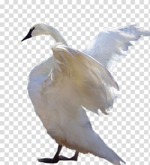 Cygnini Bird White Swan Duck , Bird transparent background PNG clipart