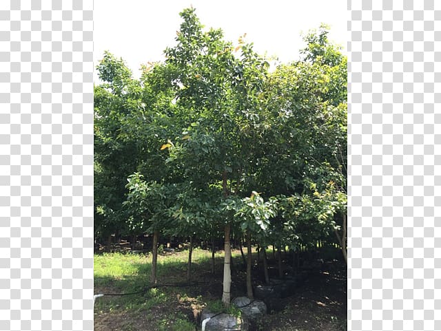 Anacahuita Ehretia anacua Texas ebony Sweet acacia Evergreen, Trachycarpus Fortunei transparent background PNG clipart