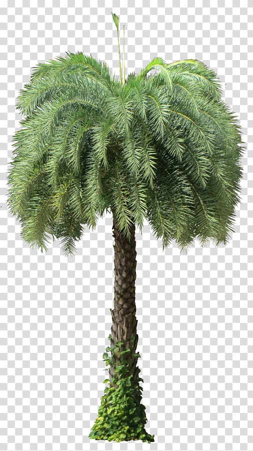 Asian palmyra palm Date palm Phoenix sylvestris Arecaceae Oil palms, date palm transparent background PNG clipart