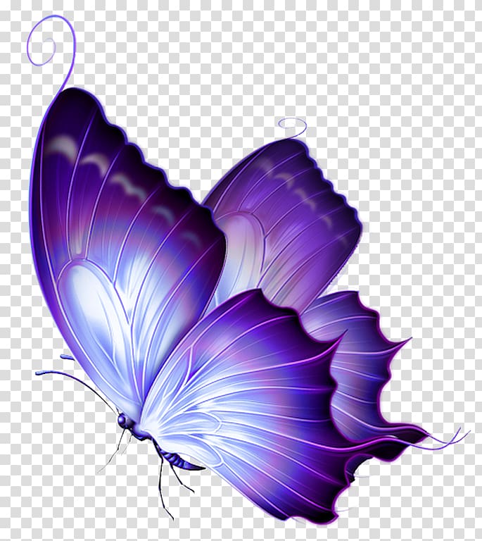 Butterfly Papillon dog Color , butterfly transparent background PNG clipart