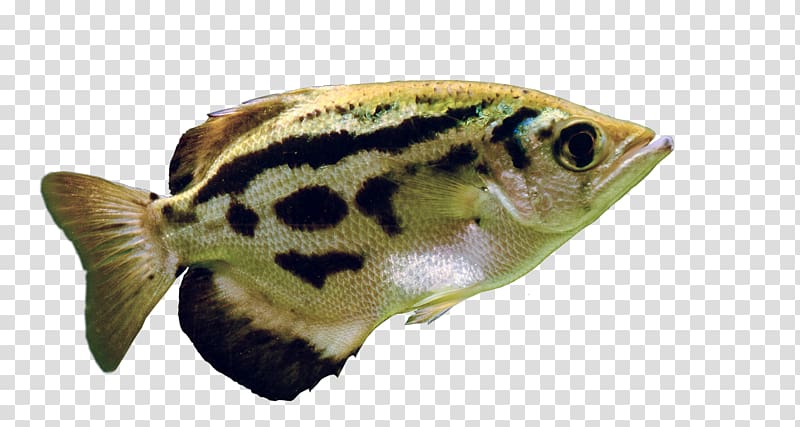 USS Archerfish (SSN-678) Pufferfish Terrestrial animal, x-ray fish transparent background PNG clipart