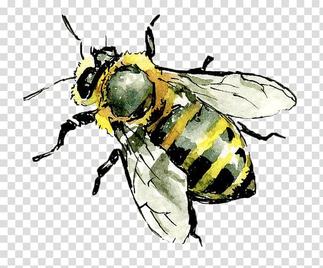 Western honey bee Hornet Insect Worker bee, honey bee transparent background PNG clipart