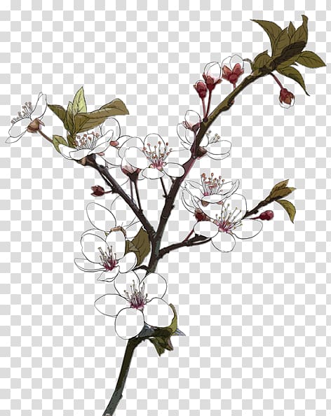 Drawing , Plum flower transparent background PNG clipart