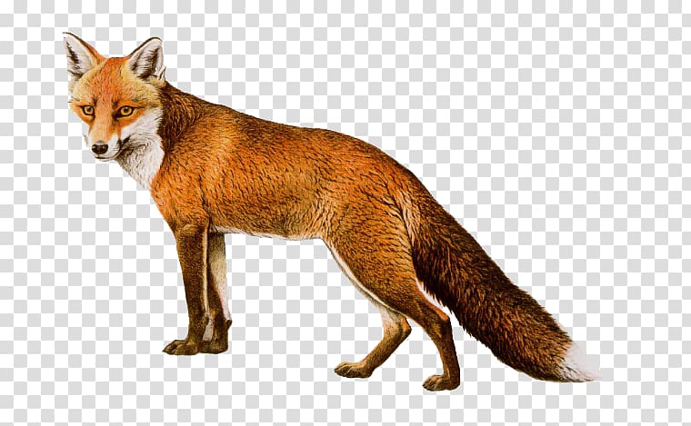 Red fox , Cartoon fox transparent background PNG clipart