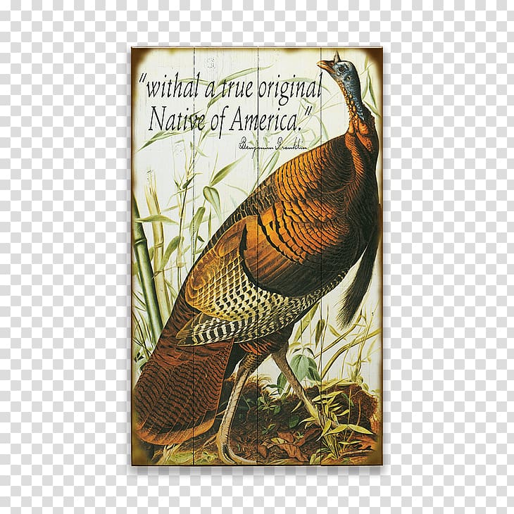 The Birds of America Turkey Galliformes National Audubon Society, Bird transparent background PNG clipart