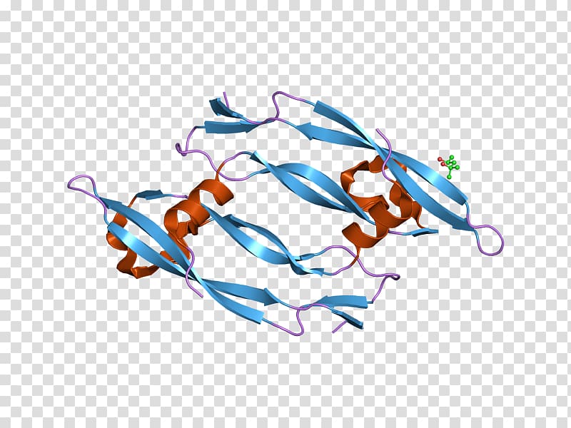 Vascular endothelial growth factor B Endothelium Vascular endothelial growth factor A, transparent background PNG clipart