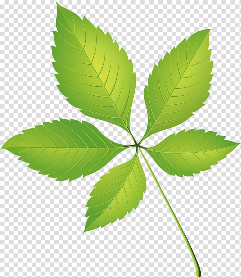 Leaf , Beautiful five leaves grass transparent background PNG clipart