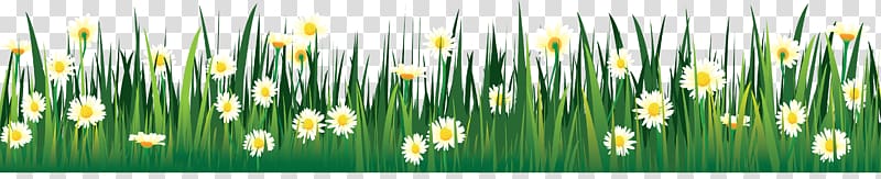 Flower Drawing Tulip Lawn , lawn transparent background PNG clipart