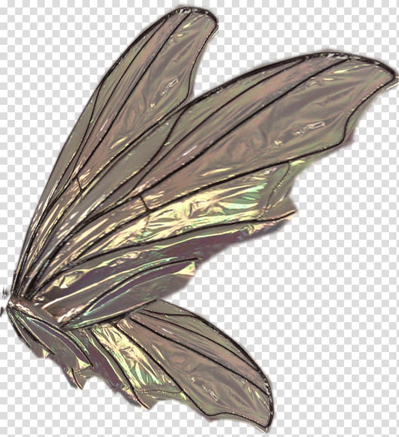Moth, butterflies float transparent background PNG clipart