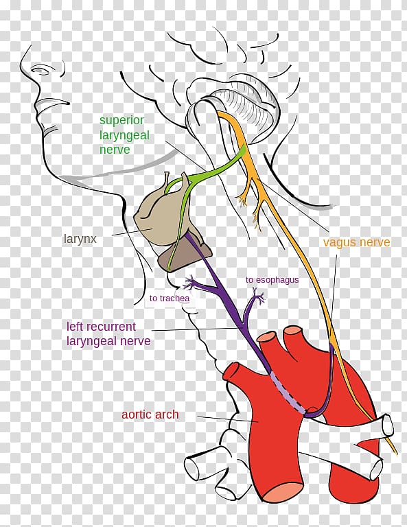 Vagus nerve Recurrent laryngeal nerve Larynx Superior laryngeal nerve, auriculotemporal nerve transparent background PNG clipart