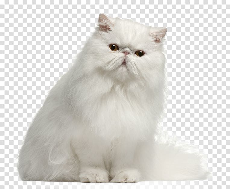 white cat, Persian cat British Longhair Himalayan cat Bengal cat Birman, kitten transparent background PNG clipart