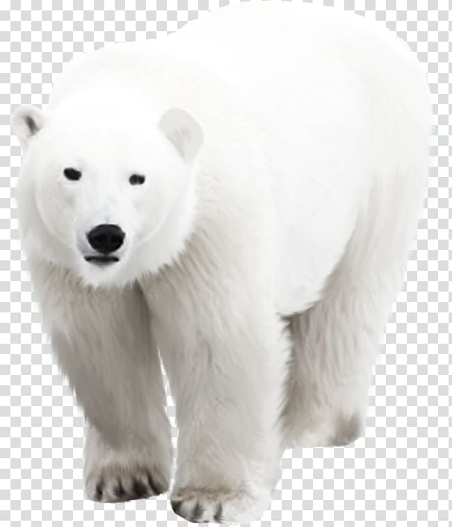 Polar bear Arctic, polar bear transparent background PNG clipart