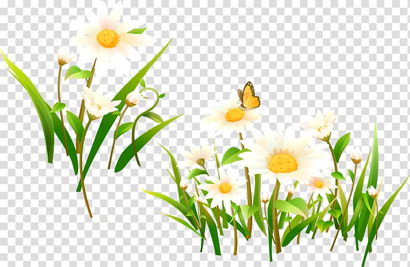 Flower Matricaria Desktop , camomile transparent background PNG clipart