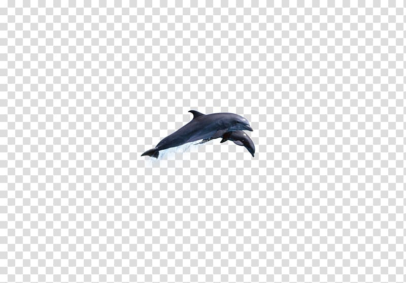 Dolphin Sky Microsoft Azure , Sharks Leap transparent background PNG clipart
