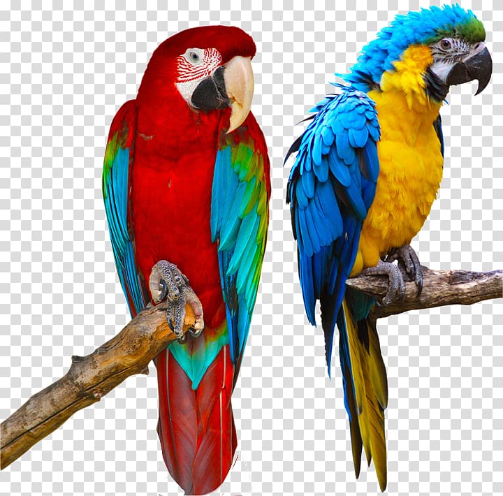 Parrot Red-and-green macaw Blue-and-yellow macaw Bird Scarlet macaw, parrot transparent background PNG clipart