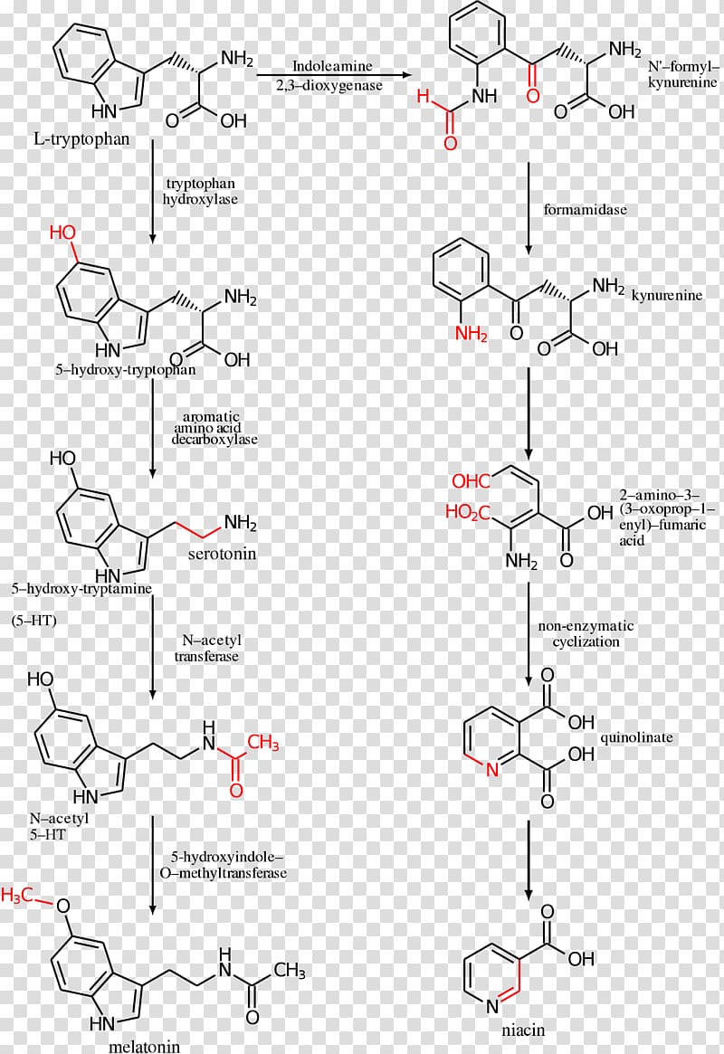 5-Hydroxytryptophan Serotonin Amino acid Melatonin, others transparent background PNG clipart