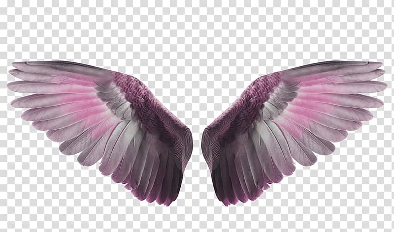wings to fly transparent background PNG clipart