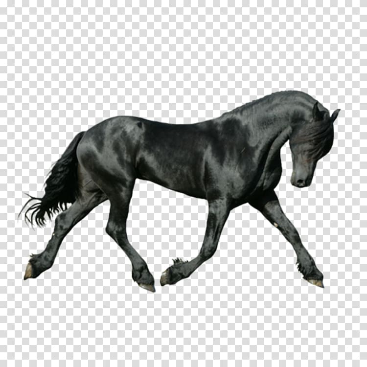 Friesian horse On the bit Canter and gallop Iron-on, Dark Horse transparent background PNG clipart
