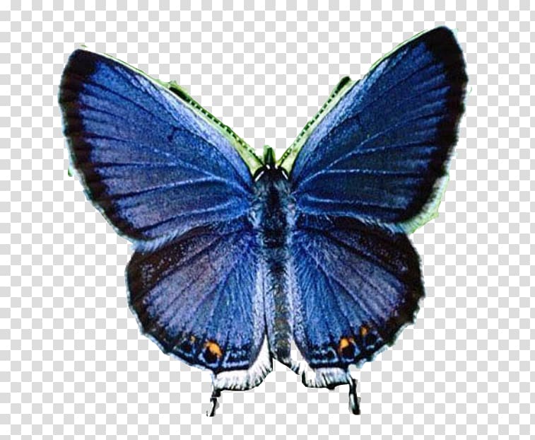 Butterfly Lycaenidae , blue butterfly transparent background PNG clipart