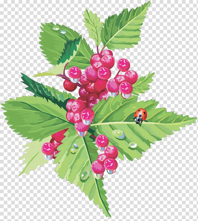 Raspberry Fruit Cherry Food, berries transparent background PNG clipart