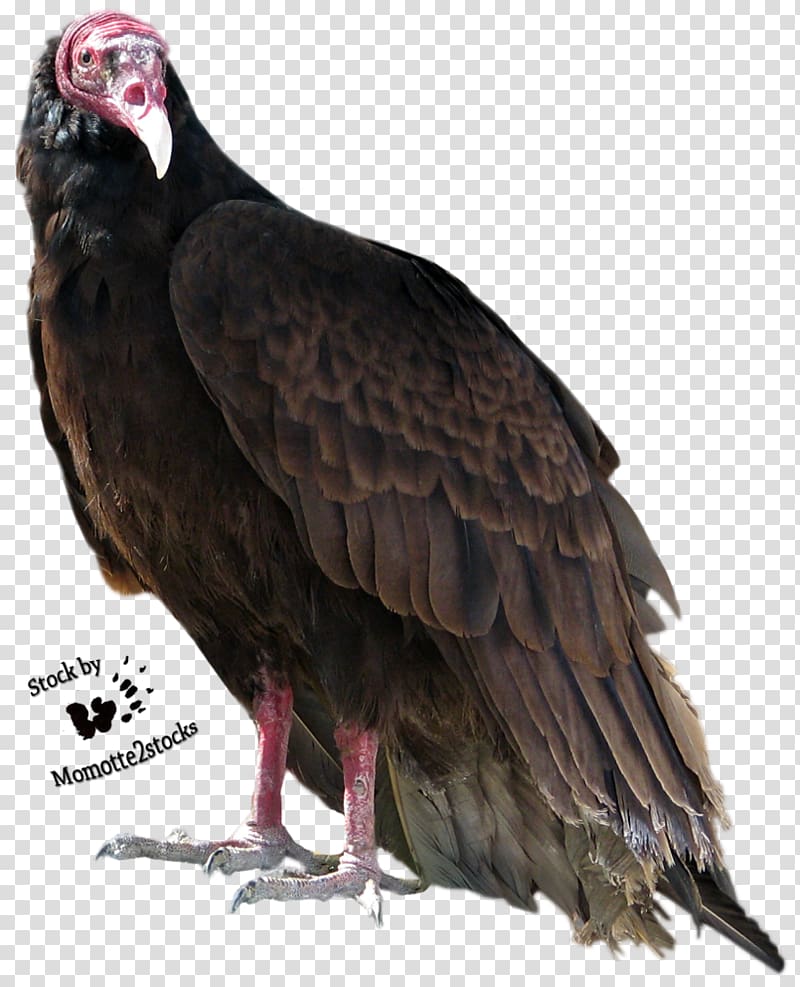 Turkey vulture Bird Beaky Buzzard, turkey bird transparent background PNG clipart