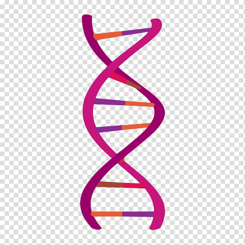 DNA transparent background PNG clipart