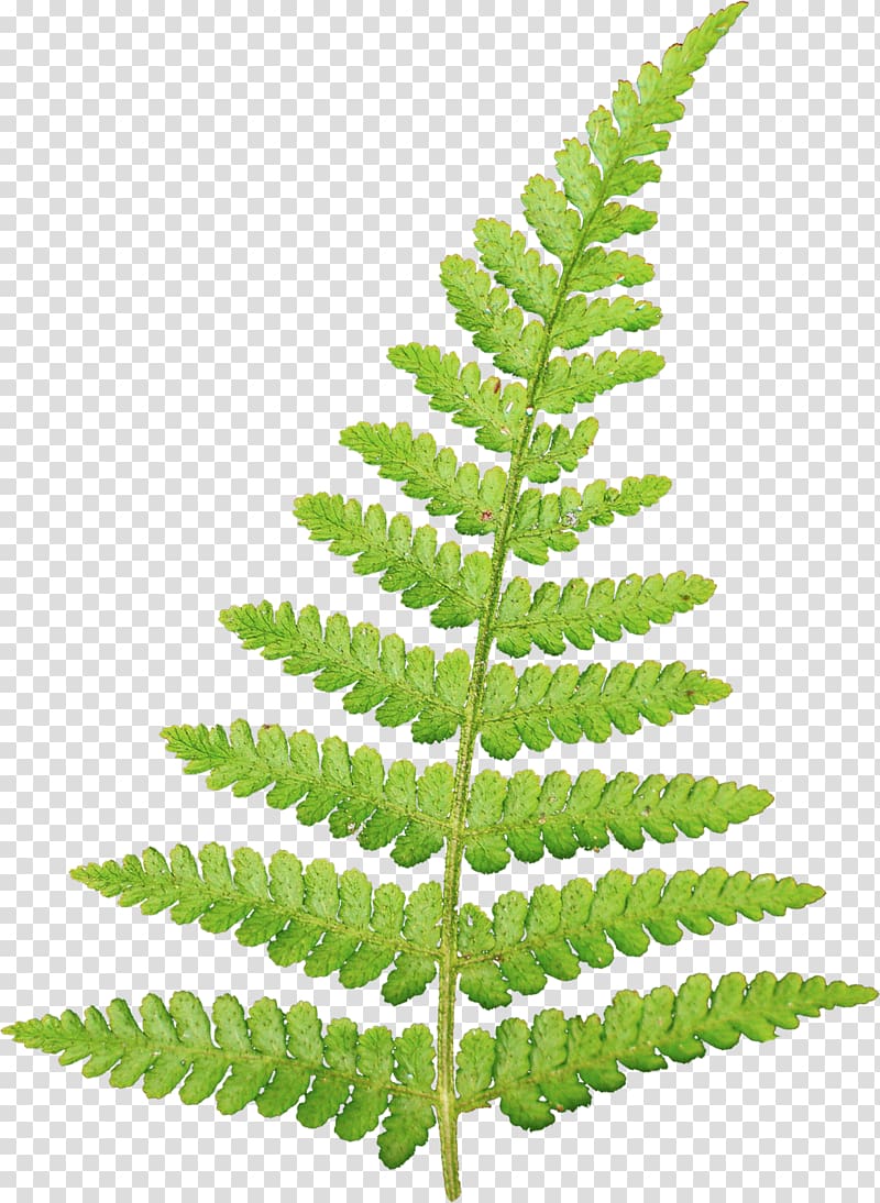 green leaves, Leaf Information Vascular plant , fern transparent background PNG clipart