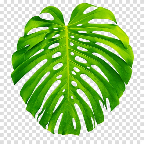 green plant leaf, Plant Leaves Leaf Swiss cheese plant, tropical transparent background PNG clipart