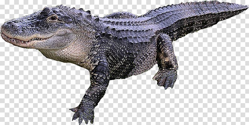 Crocodile American alligator Reptile, crocodile transparent background PNG clipart