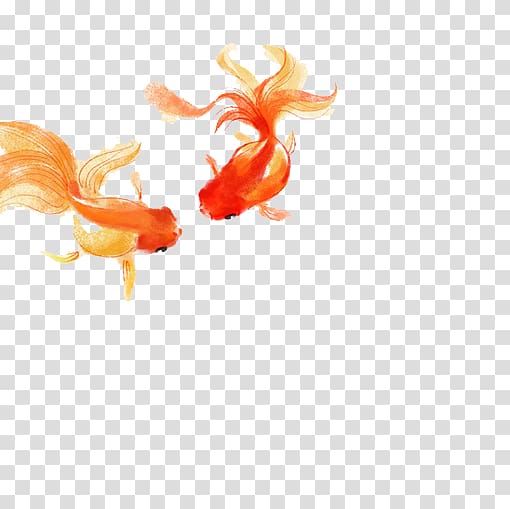 goldfish transparent background PNG clipart