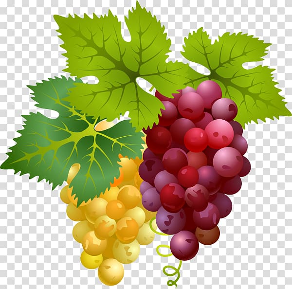 Divertimento Grape Neue Mozart-Ausgabe, grape fruit transparent background PNG clipart