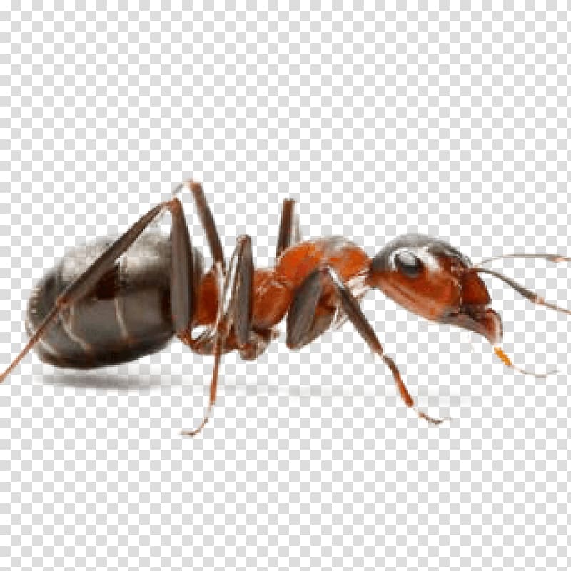 Ant Insect Pest Control Hymenopterans, insect transparent background PNG clipart