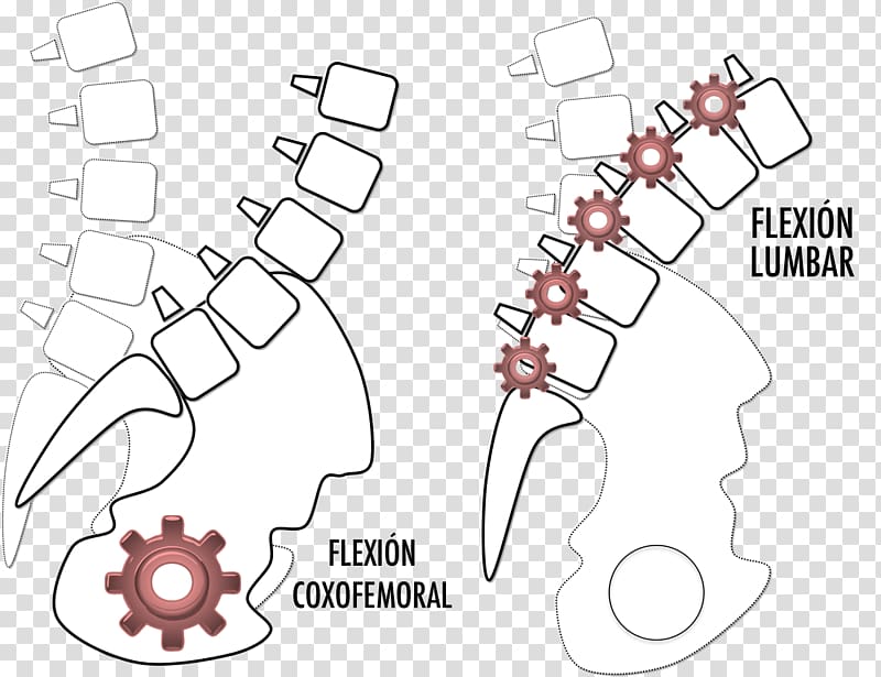 Lumbar vertebrae Low back pain Abdomen, design transparent background PNG clipart