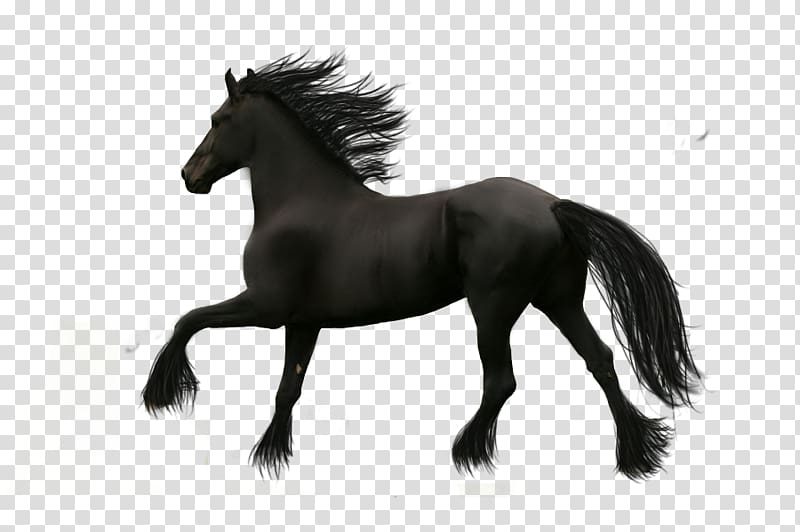 Friesian horse, Horse Cartoon Horse s,Running horse transparent background PNG clipart
