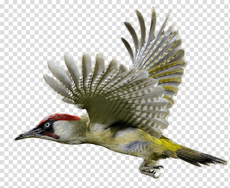 Woodpecker Bird , Flying bird transparent background PNG clipart