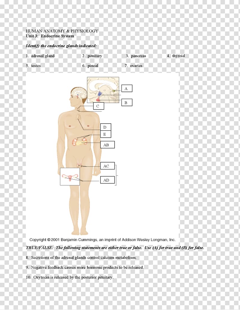 Paper Shoulder Pattern, Endocrine System transparent background PNG clipart
