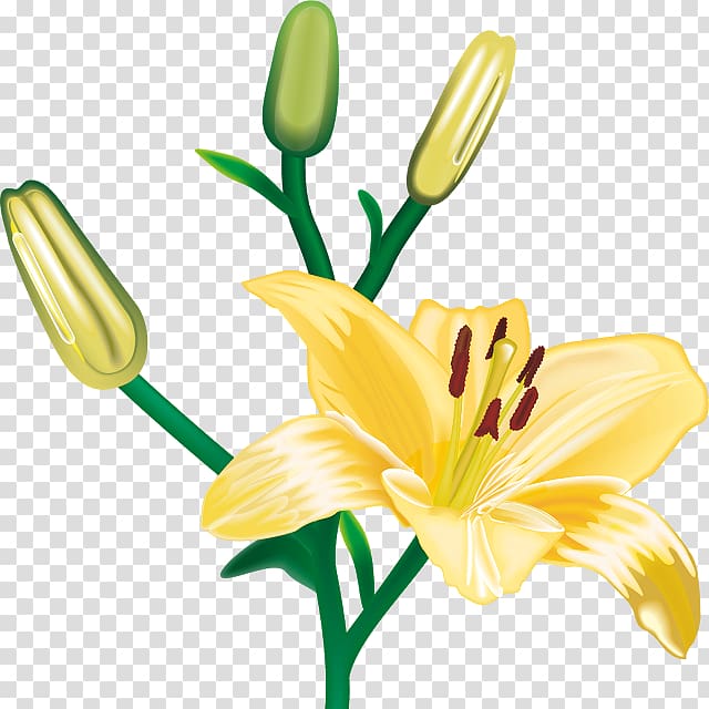 Lilium Cut flowers , flower transparent background PNG clipart