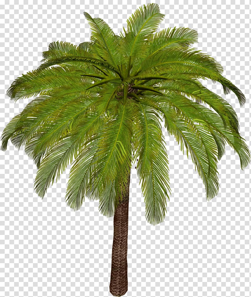 Arecaceae Asian palmyra palm Tree Leaf Plant stem, palm tree transparent background PNG clipart