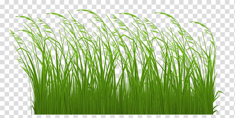 Grasses Ornamental grass Lawn , Spring New Fantasy Grass Background Free Downl transparent background PNG clipart