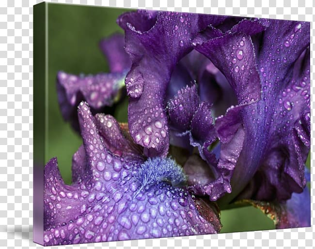 Violet Family Violaceae, violet transparent background PNG clipart