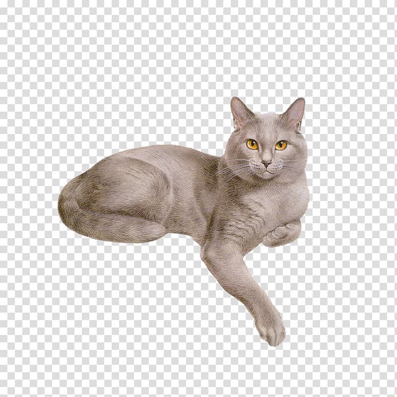 Cat Dog Kitten Animation, Cat transparent background PNG clipart