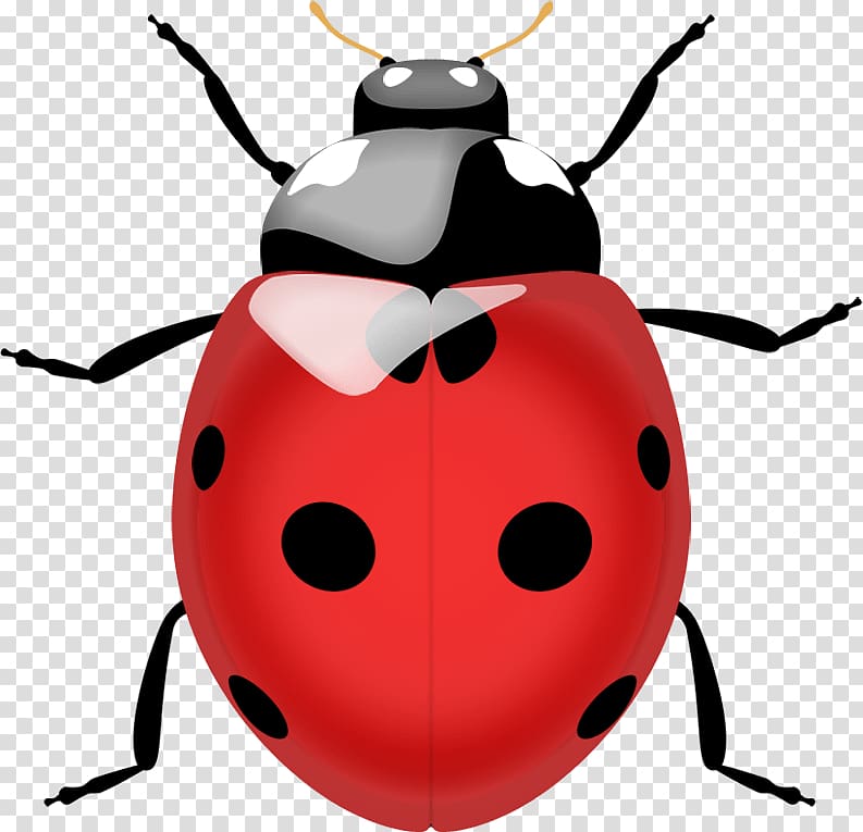 Beetle Ladybird Lady Bug Realtors Edrina Fitting, Coccinella septempunctata FL Lady Bug, Ladybug transparent background PNG clipart