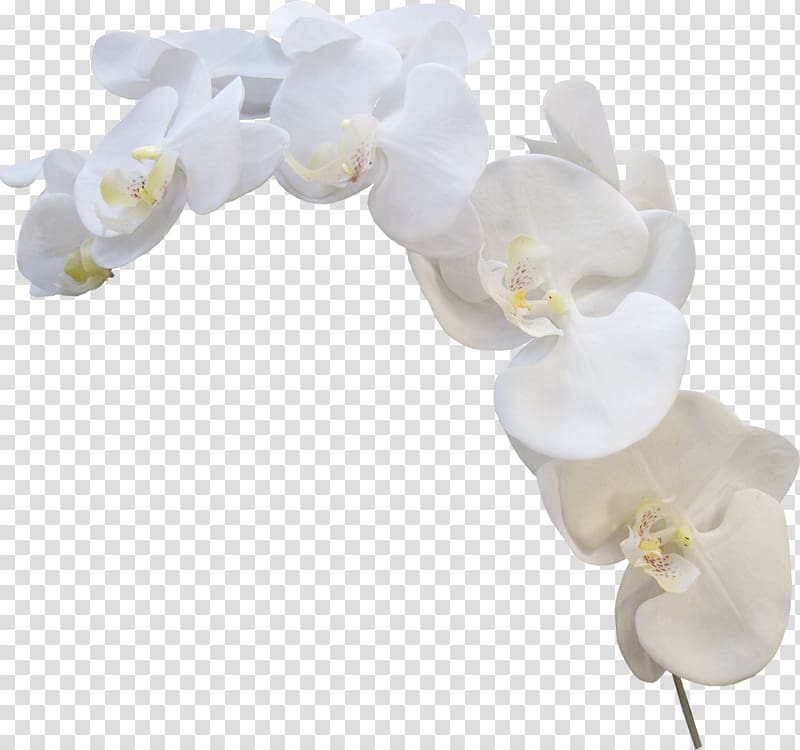 white orchid transparent background PNG clipart