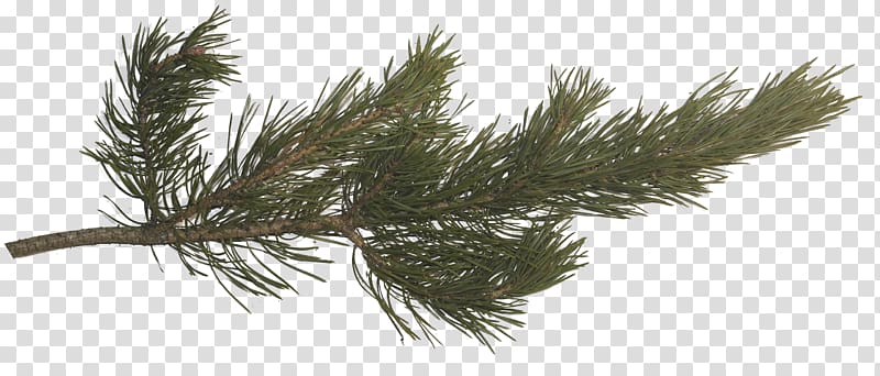 green branch, Pine Fir Spruce Tree Branch, pine cone transparent background PNG clipart