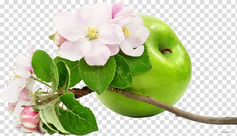 Apple Flower Fruit , Apple transparent background PNG clipart