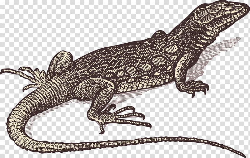 Lizard Gila monster Drawing, lizard transparent background PNG clipart