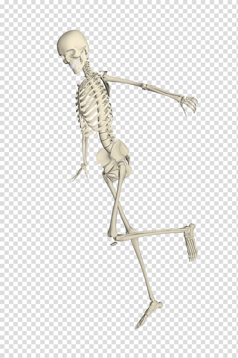 Human skeleton Bone Skull, Skeleton transparent background PNG clipart