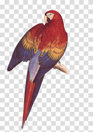 Illustrations of the Family of Psittacidae, or Parrots Bird Budgerigar Scarlet macaw, parrot transparent background PNG clipart thumbnail
