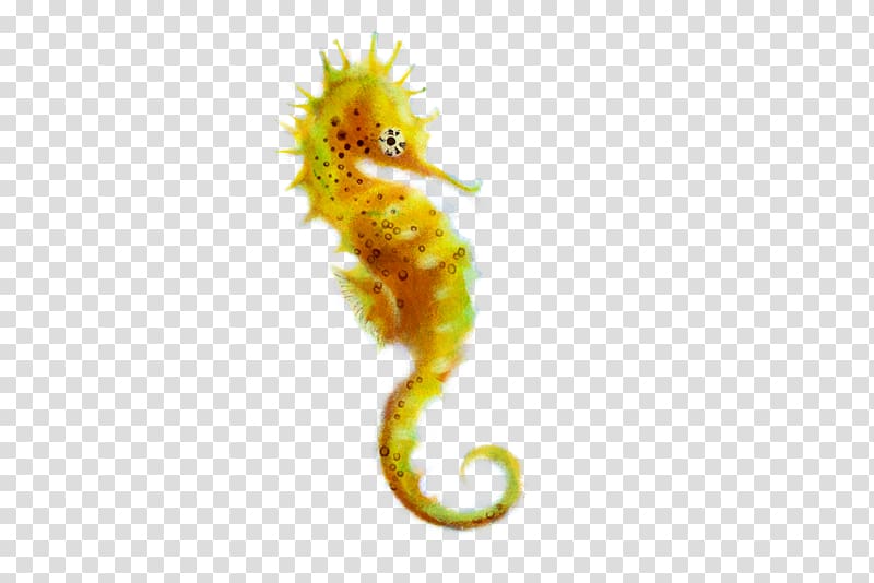 Seahorse , Seahorse transparent background PNG clipart